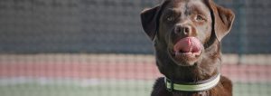 Bailey, the chocolate lab finds raw happiness in Dingo pet brand's digital campaign.