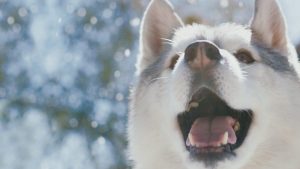 Juno, a husky from Phoenix experiences snow in the Dingo Raw Happiness ad campaign.