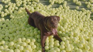 Bailey, the dog finds raw happiness in Dingo pet brand's digital campaign.