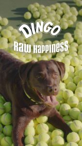 Bailey, the dog finds raw happiness in Dingo pet brand's digital campaign.