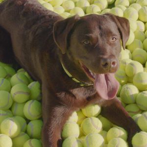 Bailey, the dog loves tennis balls in Dingo pet brand's Raw Happiness campaign.