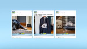 FURminator: Shedlings Facebook posts - social media campaign by Rodgers Townsend, Ad Agency